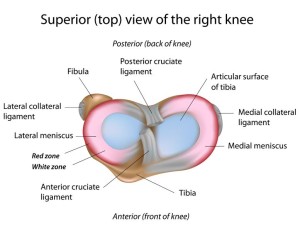 An illustration of the top view of the right knee, showing the different parts, including the lateral and medial meniscus. 