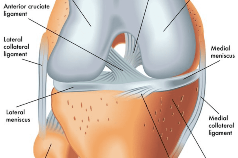 ACL Tear – Definition, Anatomy and Causes (Video) - Town Center