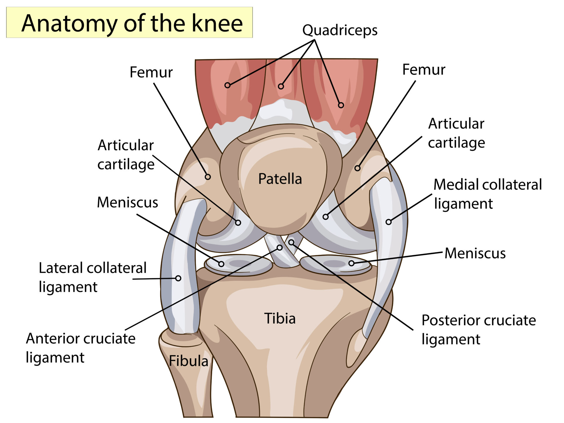 Cross-section illustration of the anatomy of a knee joint with bones, ligaments, cartilage, and muscles labeled.