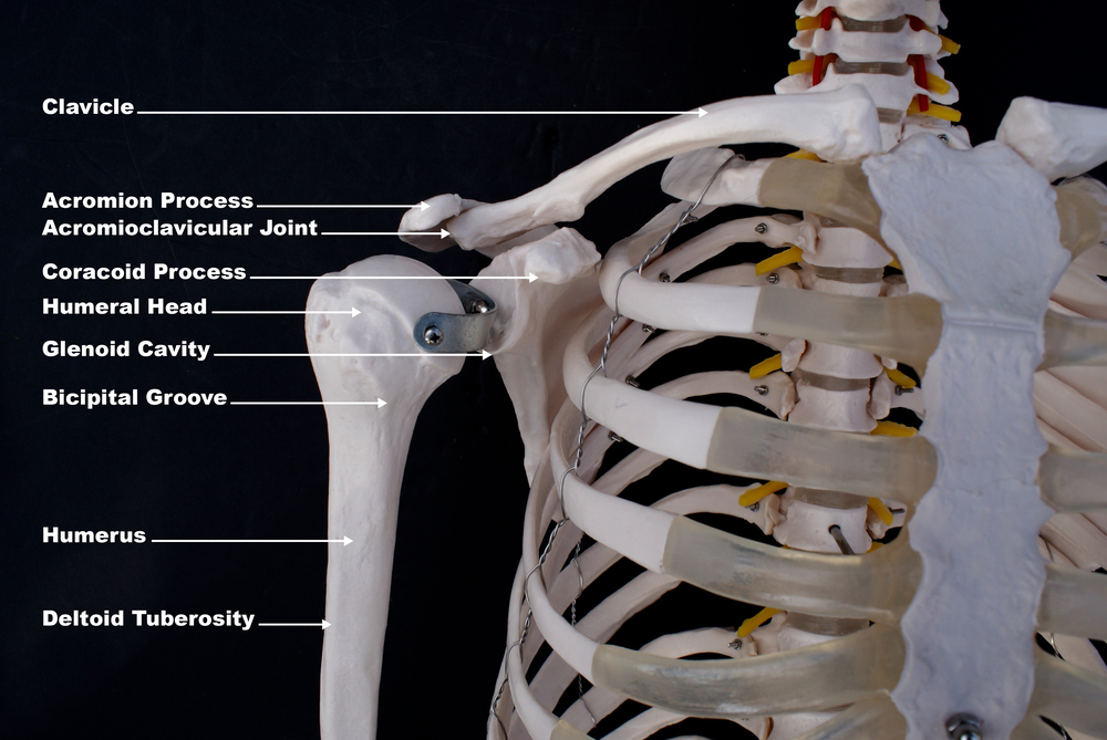 A diagram showing the shoulder's anatomy to help depict an AC joint injury.
